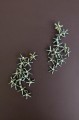 11. Kolczyki Wandering Star Silver Grey 